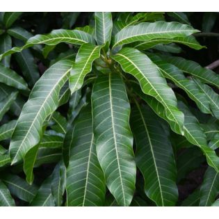 Manguier : Mangifera indica var. Sensation