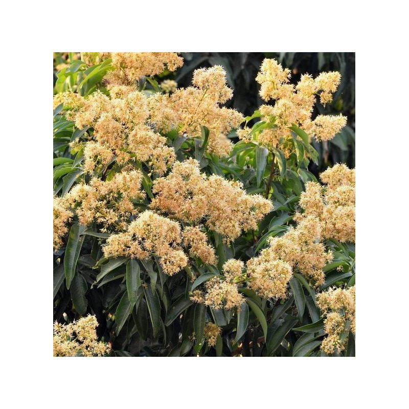 Litchi sinensis variété Wai Chee