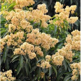 Litchi sinensis var Kwai May Rose