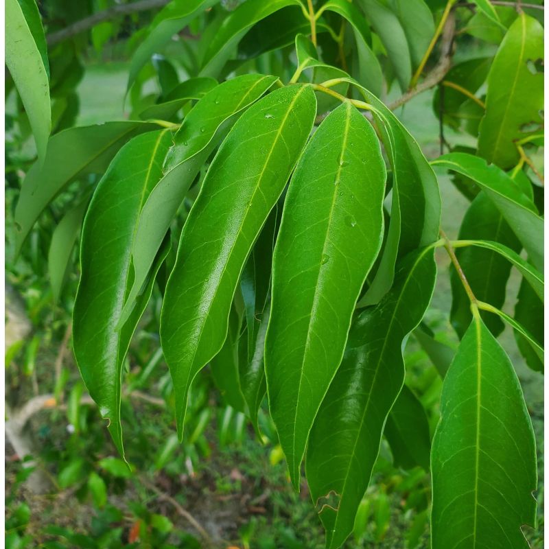 Litchi sinensis var Kwai May Rose