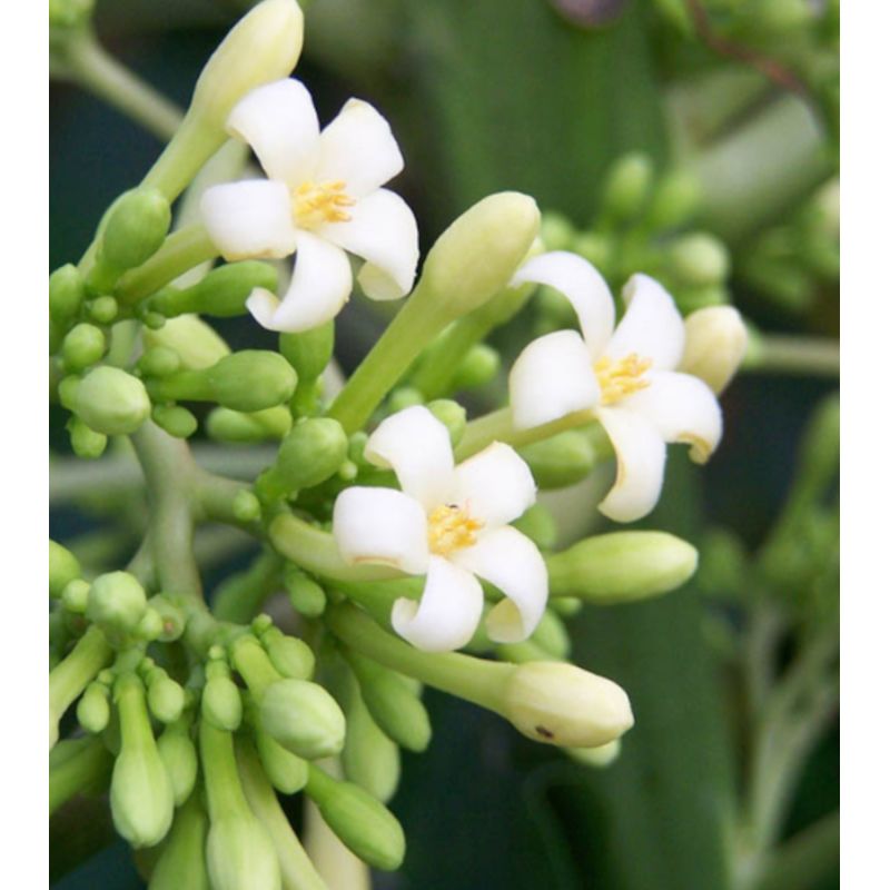Papayer : Carica papaya var. Alicia (variété petite)