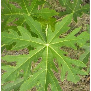 Papayer : Carica papaya var. caballero (variété petite)