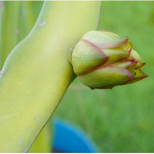 Pitaya : Hylocereus costa rica (Pitaya ou fruit du dragon)