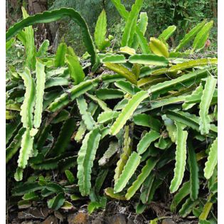 Pitaya : Hylocereus H. American Beauty (Pitaya ou fruit du dragon)