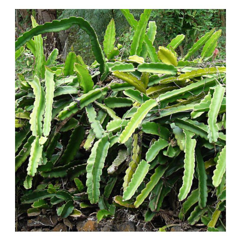 Pitaya : Hylocereus costa rica (Pitaya ou fruit du dragon)