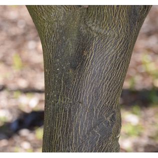 Citrus sinensis var. Salustiana (oranger excellent jus)