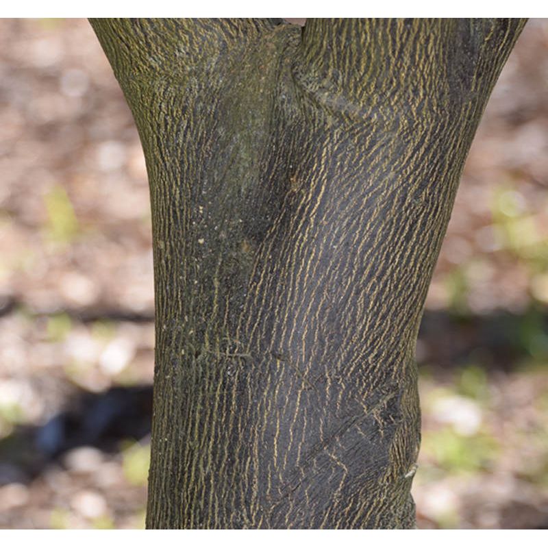 Citrus sinensis var. Salustiana (oranger excellent jus)