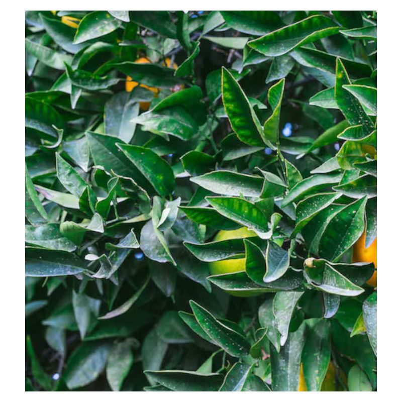 Citrus sinensis var.Navelina (orange Précoce, fruit délicieux bien équilibré)