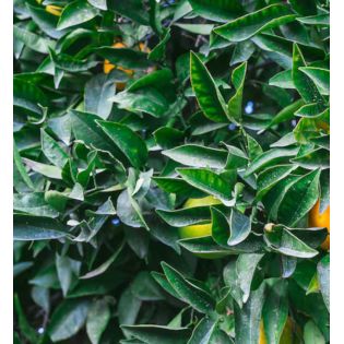 Citrus sinensis var.Navelate (orange la meilleure tout simplement)