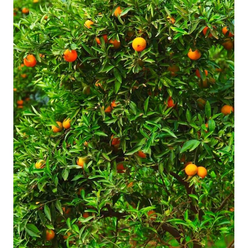 Citrus clementina var. Oronules (Très gouteux et juteux)