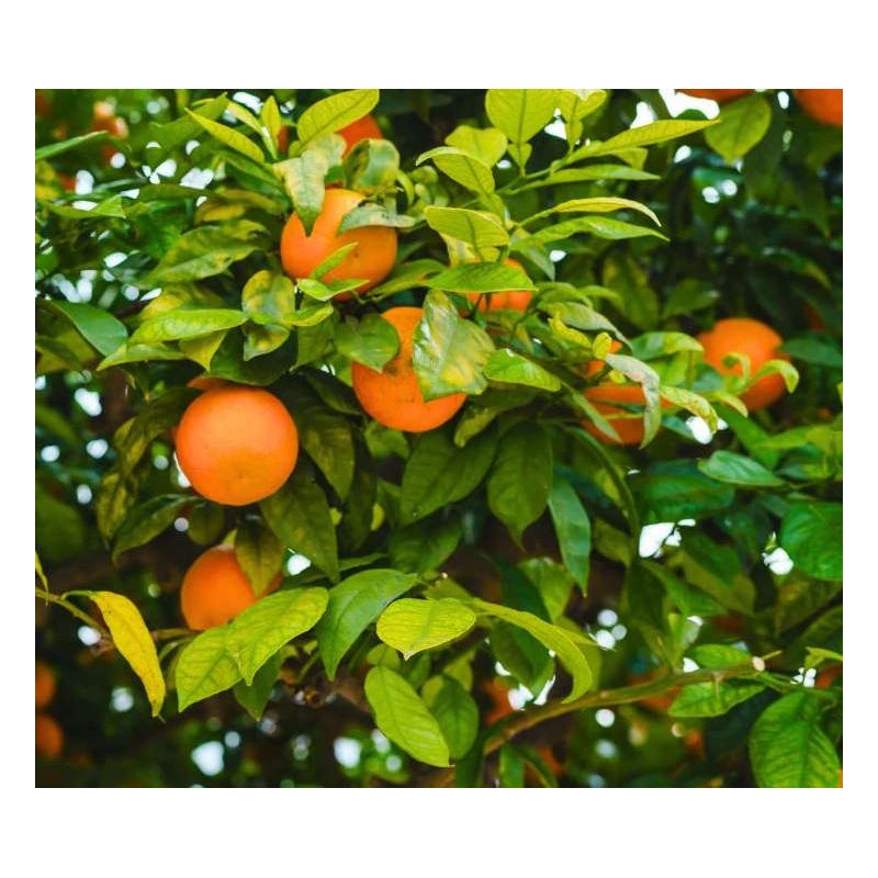 Citrus clementina var.Marisol (précoce petit fruit sucré peu acide)