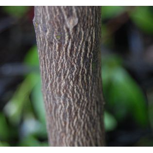 Agrumes citrus lipo ( Citrus limon x Citrus paradisii) entre le citron et le pomelo