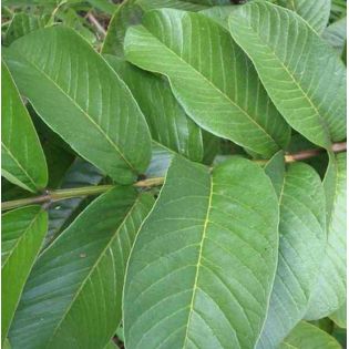 Goyave : Psidium guajava "limon": Psidium littorale