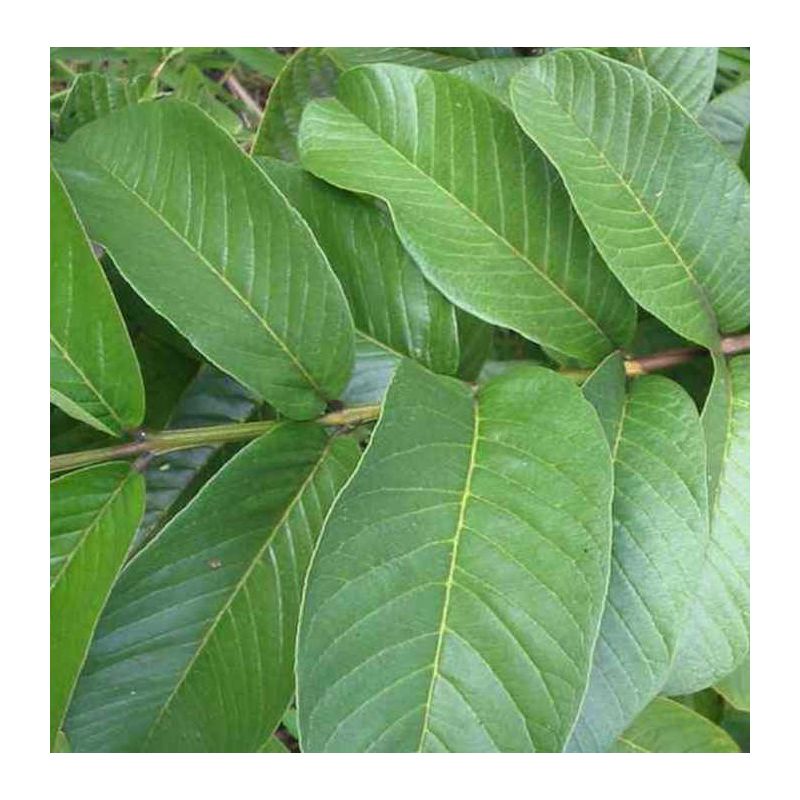 Goyave : Psidium guajava "limon": Psidium littorale