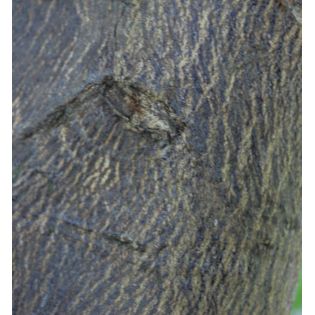 Agrumes citrus x paradisii var. star ruby (pamplemoussier rose)