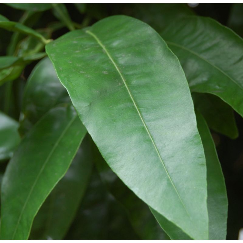 Agrumes citrus x paradisii var. Amarillo (pamplemoussier saveur équilibrée)