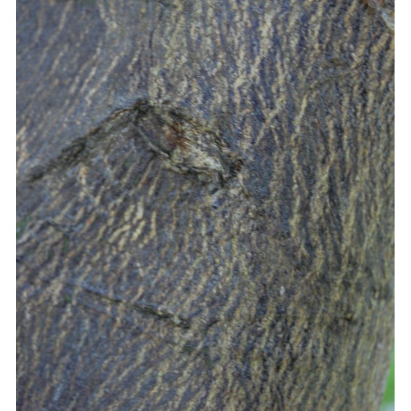 Agrumes citrus x paradisii (pamplemoussier)