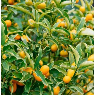 Citrus Kumquat pequeno (Fortunella margarita variété petit fruit gouteux)