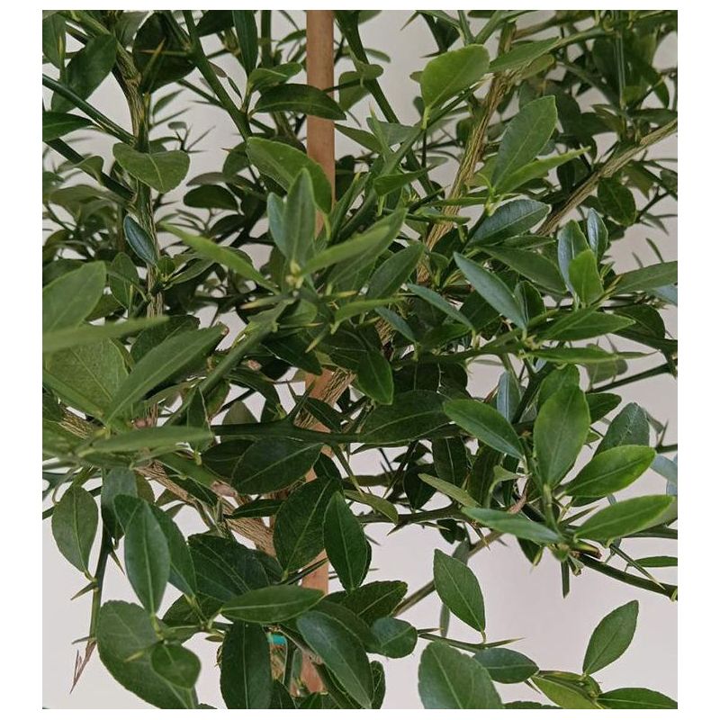 Microcitrus australasica pulpe jaune (Caviar de citron)