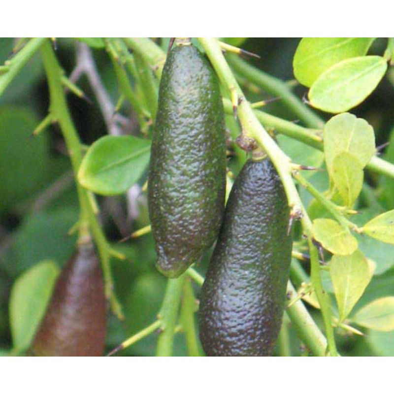 Microcitrus australasica pulpe verte (Caviar de citron)