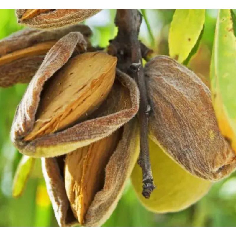 Prunus dulcis (Amandier)