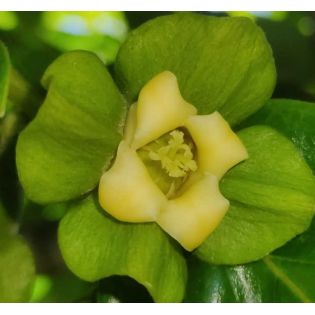 Diospyros kaki var.fuyu ou Kaki pomme (Plaqueminier fruit délicieux et non astringent))