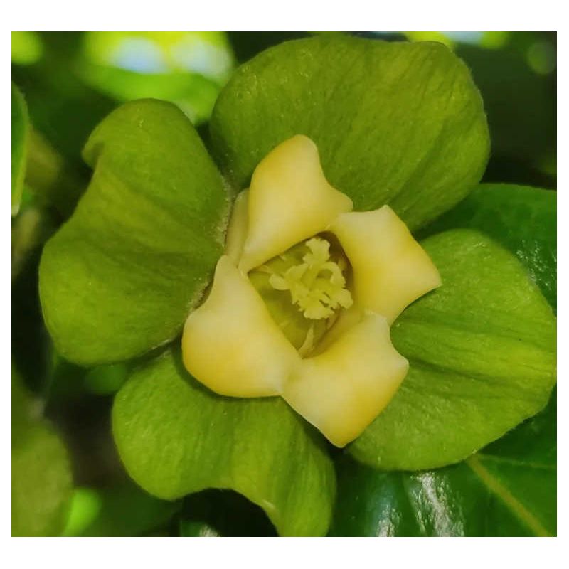 Diospyros kaki var.Rojo brillante (Plaqueminier)