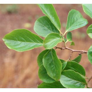 Diospyros kaki var.fuyu ou Kaki pomme (Plaqueminier fruit délicieux et non astringent))
