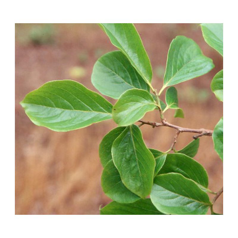 Diospyros kaki var.Rojo brillante (Plaqueminier)