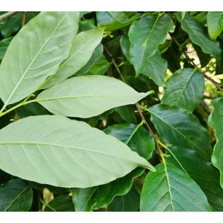 Diospyros lotus (plaqueminier d'Italie, plaqueminier lotier, prunier-dattier)