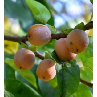 Diospyros lotus (plaqueminier d'Italie, plaqueminier lotier, prunier-dattier)