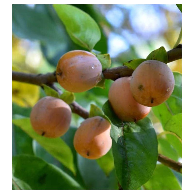 Diospyros lotus (plaqueminier d'Italie, plaqueminier lotier, prunier-dattier)