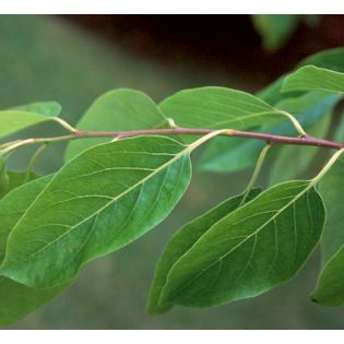 Diospyros virginiana (plaqueminier de virginie)