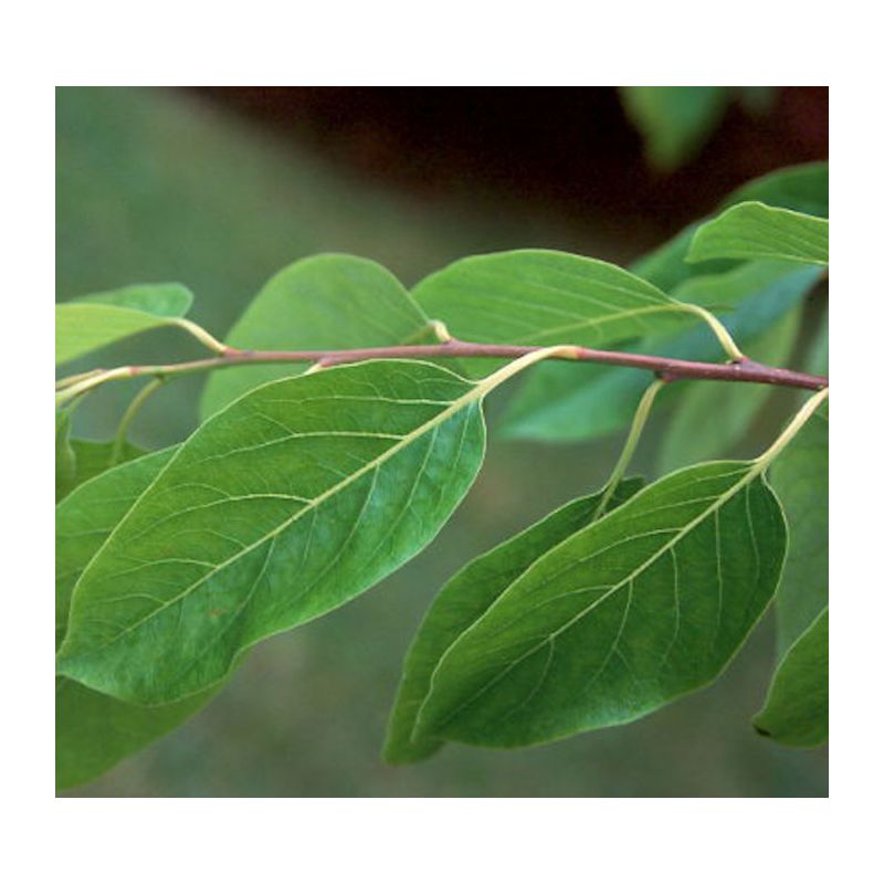 Diospyros virginiana (plaqueminier de virginie)