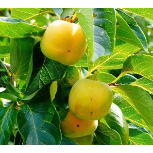 Diospyros virginiana (plaqueminier de virginie)