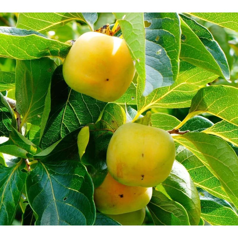 Diospyros virginiana (plaqueminier de virginie)