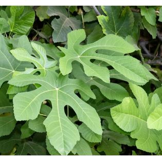 Ficus carica (figuier)