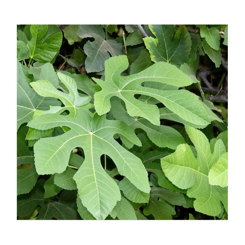 Ficus carica var. Col de Dame Blanche (figuier rustique au fruit très savoureux blanc)