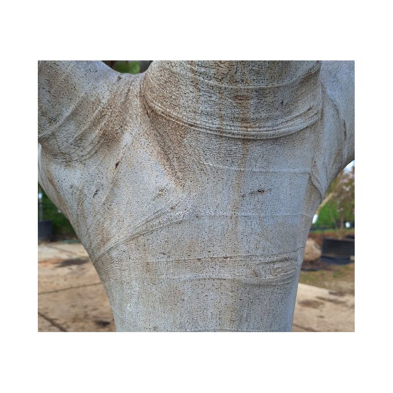 Ficus carica var. Col de Dame Blanche (figuier rustique au fruit très savoureux blanc)