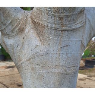 Ficus carica var. Napolitana noire (figuier rustique et productif au fruit très sucré noir)