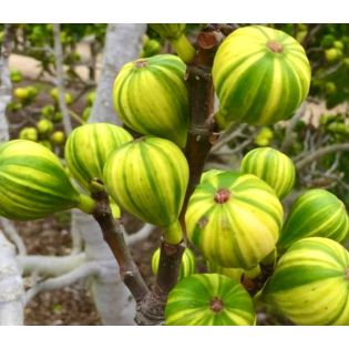 Ficus carica panaché (figuier)