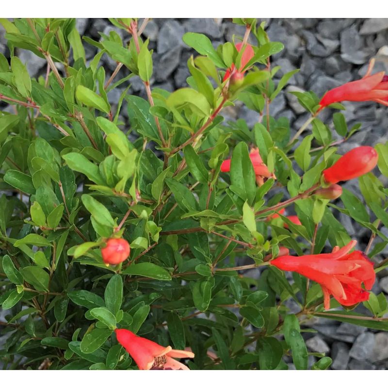 Punica granatum nana (Grenadier nain à fruits)