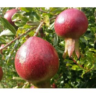 Punica granatum nana (Grenadier nain à fruits)