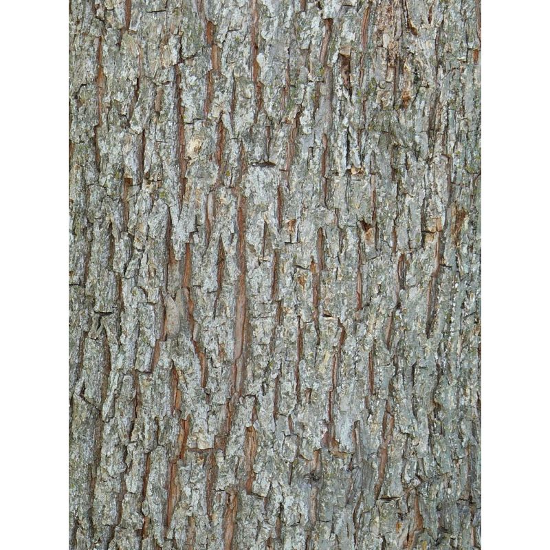 Carya illinoinensis var Mahan prolifique (noix de noix de pecan, pacanier)