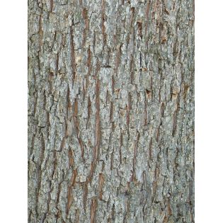 Carya illinoinensis var cherokee (noix de noix de pecan, pacanier)