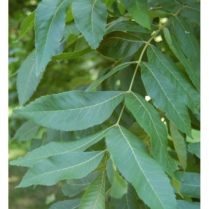 Carya illinoinensis var wishida (noix de noix de pecan, pacanier)