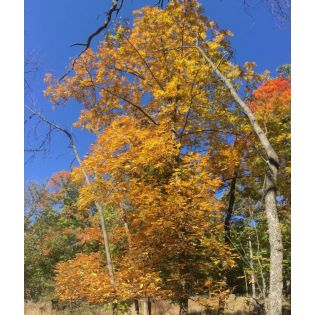 Carya laciniosa (caryer ecailleux)