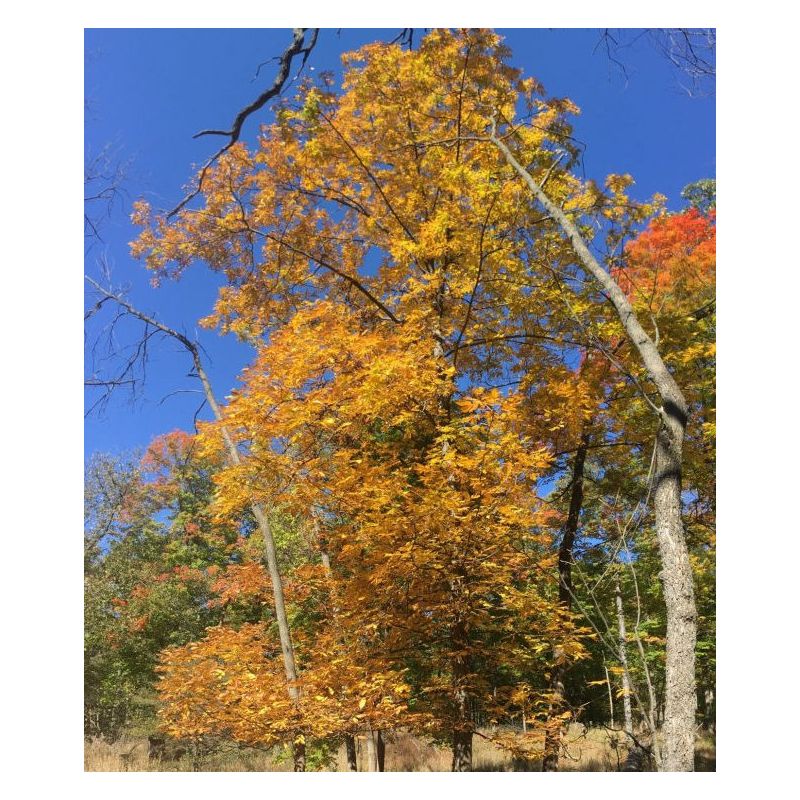 Carya laciniosa (caryer ecailleux)