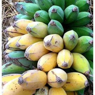 Musa dajiao SPECIMEN (Banane comestible)