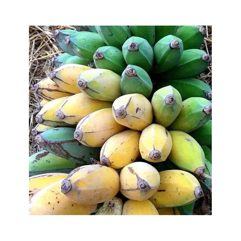 Musa dajiao SPECIMEN (Banane comestible)